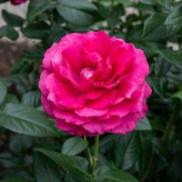 A close-up of the vibrant pink Rose 'Pretty Lady™' Bush Form in full bloom, set against lush green leaves and garden soil in the background.