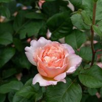 A single pale pink Rose 'Paul Cezzane®' Delbard Bush Form in full bloom is surrounded by green leaves.