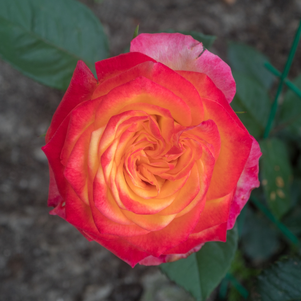 A close-up of Rose 'Paul Cezzane®' Delbard Bush Form, featuring yellow petals with red-edged tips, lush green leaves, and a softly blurred natural background.