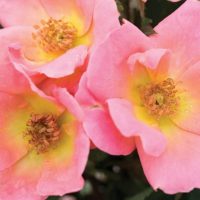 Three 'Blushing Knockout®' bush rose flowers with yellow centers and visible stamens cluster together, surrounded by lush green foliage.