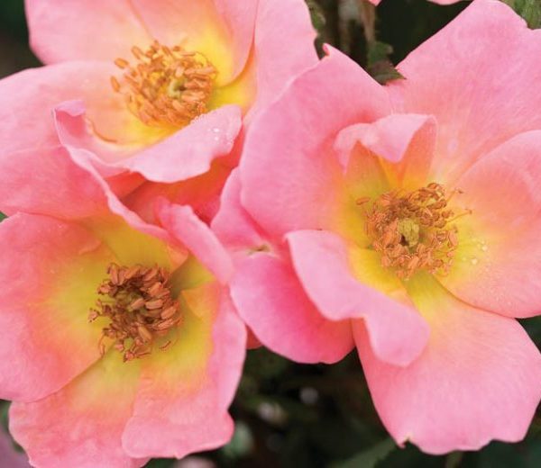 Three 'Blushing Knockout®' bush rose flowers with yellow centers and visible stamens cluster together, surrounded by lush green foliage.