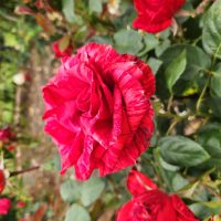 Close-up of a blooming Rose 'Paul Cezzane®' Delbard Bush Form with variegated red petals, surrounded by green leaves and other roses in a garden setting.