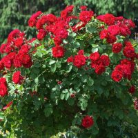 A lush Rose 'Red Success' bush blooms with vibrant flowers and green leaves, set against a backdrop of softly blurred evergreen trees.