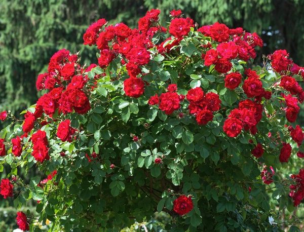 A lush Rose 'Red Success' bush blooms with vibrant flowers and green leaves, set against a backdrop of softly blurred evergreen trees.