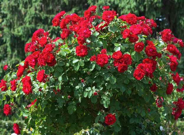A lush Rose 'Red Success' bush blooms with vibrant flowers and green leaves, set against a backdrop of softly blurred evergreen trees.