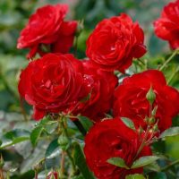 A cluster of blooming Rose 'Paul Cezzane®' Delbard Bush Form, featuring elegant red flowers with green leaves and several rosebuds in a garden setting.