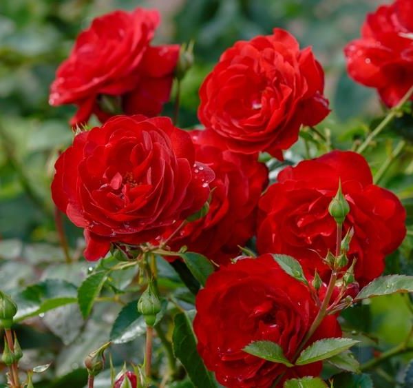 A cluster of blooming Rose 'Paul Cezzane®' Delbard Bush Form, featuring elegant red flowers with green leaves and several rosebuds in a garden setting.