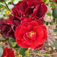Close-up of vibrant red Rose 'Paul Cezzane®' Delbard Bush Form in bloom, with green leaves and a softly blurred background of soil and scattered petals.