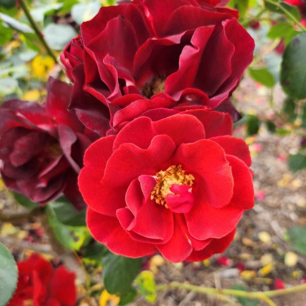 Close-up of vibrant red Rose 'Paul Cezzane®' Delbard Bush Form in bloom, with green leaves and a softly blurred background of soil and scattered petals.
