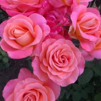 A cluster of six blooming pink Rose 'Paul Cezzane®' Delbard Bush Form (Copy) with green leaves in the background.