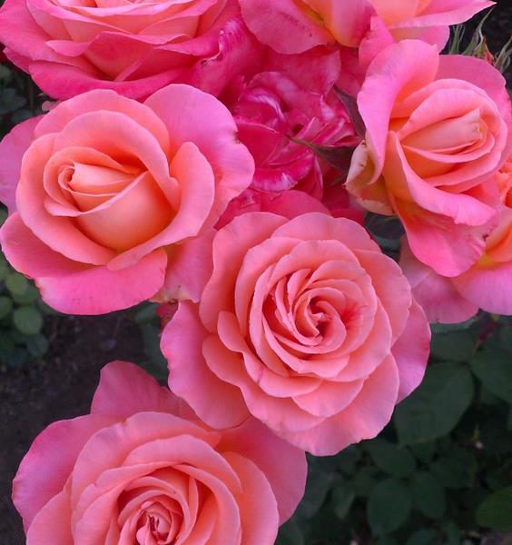 A cluster of six blooming pink Rose 'Paul Cezzane®' Delbard Bush Form (Copy) with green leaves in the background.