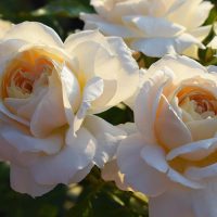 Close-up of three blooming white roses with soft yellow centers in sunlight, surrounded by green foliage in the background.
