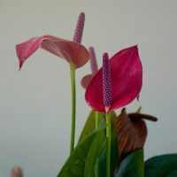 Close-up of Anthurium 'Alexia Allure' in a 7’’ pot, showcasing two vibrant flowers and glossy green leaves against a light background.