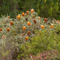 A shrub with numerous orange cylindrical flower spikes is surrounded by green foliage and set against a background of trees.