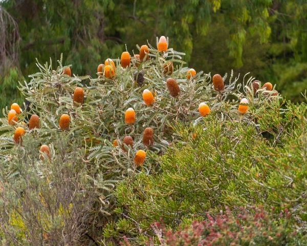 A shrub with numerous orange cylindrical flower spikes is surrounded by green foliage and set against a background of trees.