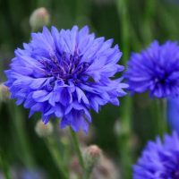 Close-up of Cornflower 'Blue' in bloom, potted in a 4" pot, with a blurred green background and other blue blooms visible.