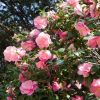 A bush with numerous pink camellia flowers in bloom, surrounded by dense green leaves, with sunlight shining through and trees in the background.