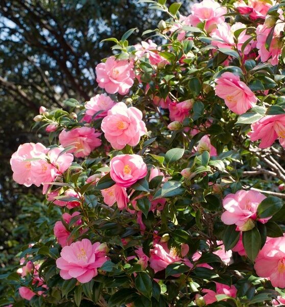 A bush with numerous pink camellia flowers in bloom, surrounded by dense green leaves, with sunlight shining through and trees in the background.