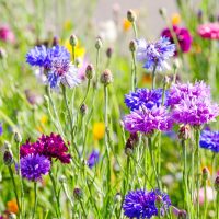 A close-up view of Cornflower 'Mix' in a 4" Pot displays vibrant purple, blue, and magenta blooms among lush green stems and buds—ideal for brightening up any garden.