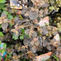 Close-up of a plant with oval, mottled green and brown leaves and small pink buds, surrounded by other similar plants and plant tags in the background.