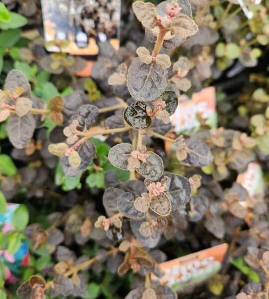 Close-up of a plant with oval, mottled green and brown leaves and small pink buds, surrounded by other similar plants and plant tags in the background.