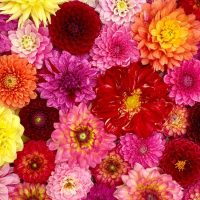 A variety of colorful dahlias in shades of red, pink, yellow, and orange are arranged closely together, filling the entire frame.