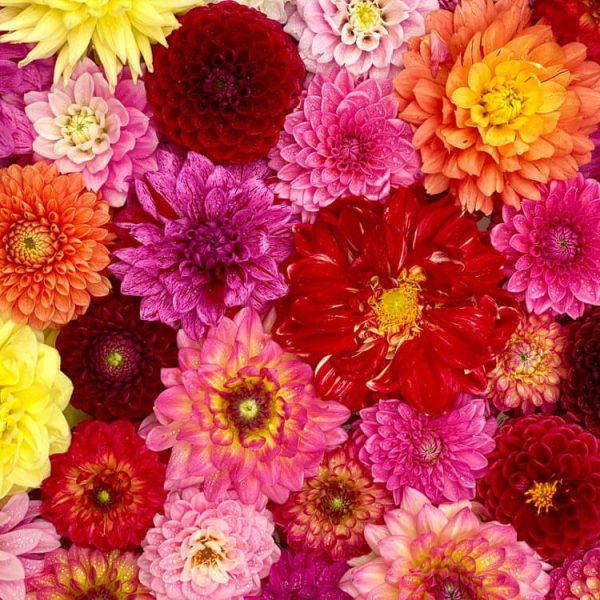 A variety of colorful dahlias in shades of red, pink, yellow, and orange are arranged closely together, filling the entire frame.