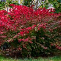 A large bush with bright red and green leaves grows next to a stone wall and a paved walkway in an outdoor setting.