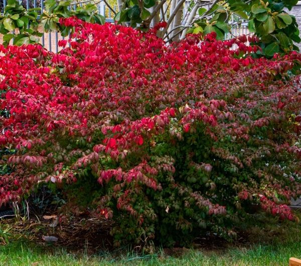 A large bush with bright red and green leaves grows next to a stone wall and a paved walkway in an outdoor setting.