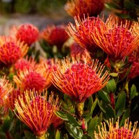 Leucospermum ‘So® Exquisite’ in a 6" pot features vivid orange and red pincushion protea blooms with long, thin petals and green foliage, perfect for outdoor displays.
