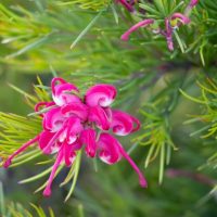 A Grevillea ‘Emma Charlotte’ 6” Pot showcases curled pink petals and green needle-like leaves in full bloom.