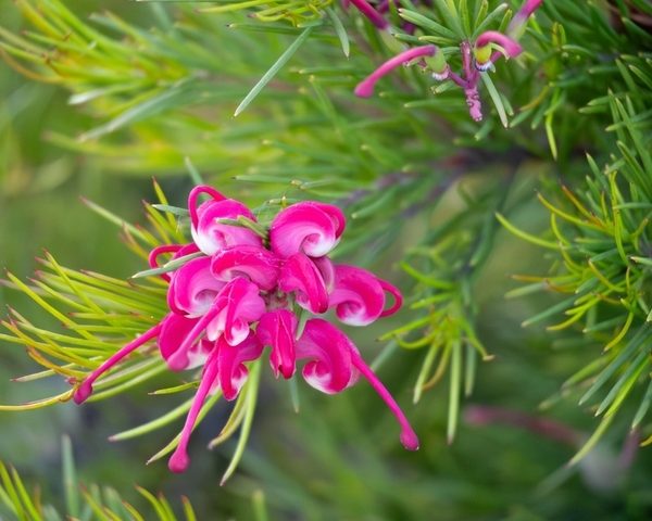 A Grevillea ‘Emma Charlotte’ 6” Pot showcases curled pink petals and green needle-like leaves in full bloom.