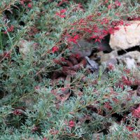 The Grevillea ‘John Evans’ 6’’ Pot is a green shrub with thin leaves and small red flower clusters, ideal for planting beside rocks or among dry leaf scatter.