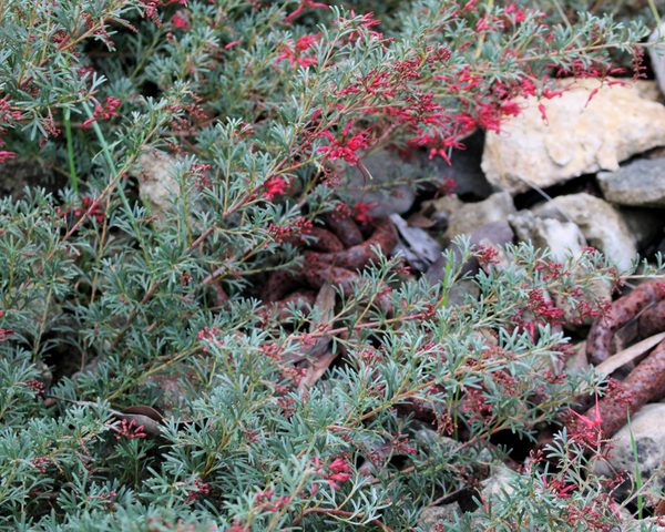 The Grevillea ‘John Evans’ 6’’ Pot is a green shrub with thin leaves and small red flower clusters, ideal for planting beside rocks or among dry leaf scatter.