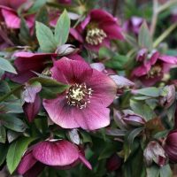 Helleborus 'Ice Breaker Ruby' Hellebore in a 7" pot features clusters of deep purple flowers and green leaves, perfect for outdoor garden settings.