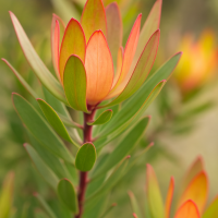 Close-up of Leucadendron 'Cream Delight' in a 6" pot, showcasing upright green leaves with orange-tipped bracts set against a softly blurred natural background.