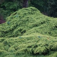 Dense, sprawling green shrubbery covers a mound in a garden, with various trees and foliage in the background.
