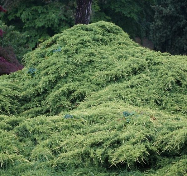 Dense, sprawling green shrubbery covers a mound in a garden, with various trees and foliage in the background.