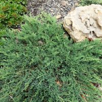 A Juniperus procumbens 8” Pot, with green foliage, spreads beside a large beige rock on small gray pebbles and is surrounded by other greenery. This attractive Juniper plant comes in an 8-inch pot.