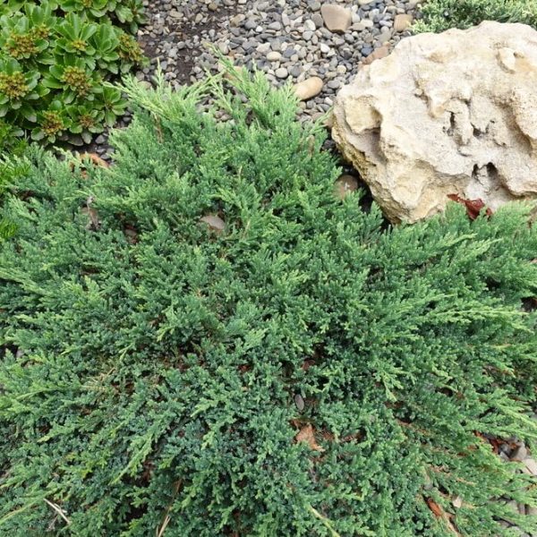 A Juniperus procumbens 8” Pot, with green foliage, spreads beside a large beige rock on small gray pebbles and is surrounded by other greenery. This attractive Juniper plant comes in an 8-inch pot.