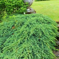 Juniperus ‘Himalayan/Flaky’ Juniper in 8” pots forms dense green shrubs spreading beside a stone path with steps, surrounded by grass and other plants in a landscaped garden.