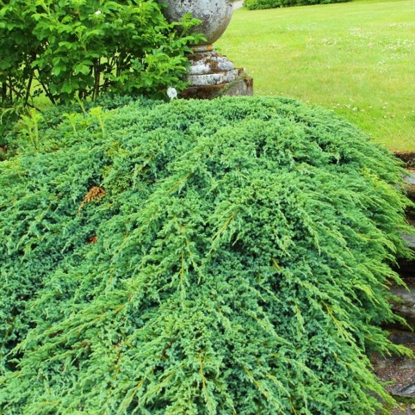 Juniperus ‘Himalayan/Flaky’ Juniper in 8” pots forms dense green shrubs spreading beside a stone path with steps, surrounded by grass and other plants in a landscaped garden.