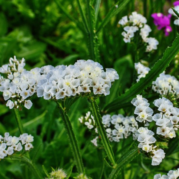 Limonium 'Sea Lavender' (Copy) displays clusters of small white flowers with green leaves and stems; blurred purple Limonium flowers are visible in the garden background.