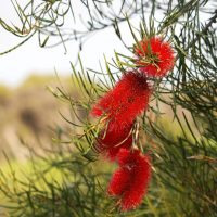 Pandorea ‘Springbrook Belle’ in a 6” Pot features lush green leaves and stunning blooms, ideal for brightening up your garden or pairing with red bottlebrush flowers for a vibrant outdoor display.