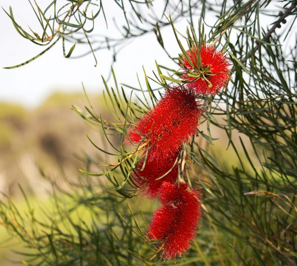 Pandorea ‘Springbrook Belle’ in a 6” Pot features lush green leaves and stunning blooms, ideal for brightening up your garden or pairing with red bottlebrush flowers for a vibrant outdoor display.