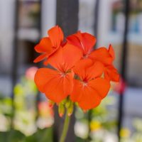Close-up of Pelargonium 'Orange' Geranium in bloom, featured in a 6” pot with a blurred background and black metal bars behind it.