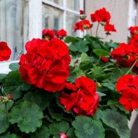 Pelargonium 'Red' Geranium in a 6” pot features vivid red blooms and lush green leaves, perfect for brightening a window box beside a white-framed window.