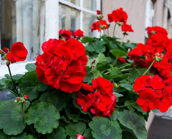 Pelargonium 'Red' Geranium in a 6” pot features vivid red blooms and lush green leaves, perfect for brightening a window box beside a white-framed window.