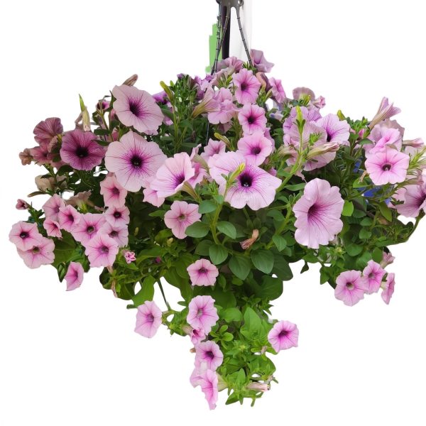A Petunia ‘Coral Sea’ 10” Hanging Basket filled with vibrant blooms and lush green foliage set against a white background.