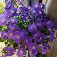 The Petunia ‘Coral Sea’ 10” (Hanging Basket) showcases vibrant purple flowers and lush green leaves, perfect for displaying indoors near a sunny window.